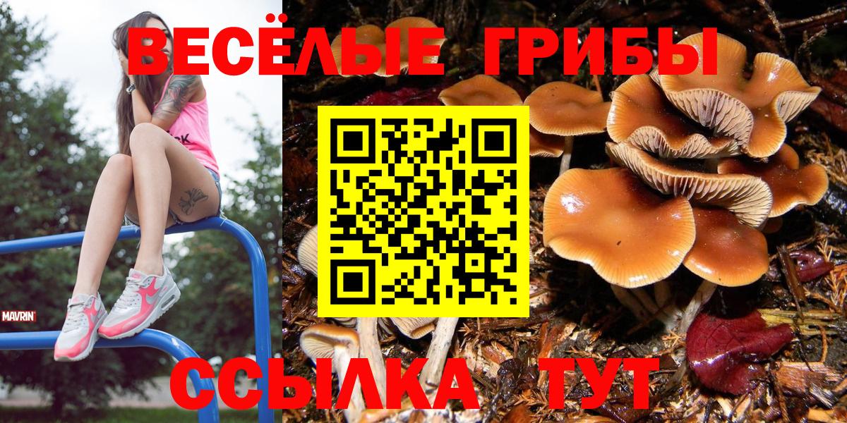 Псилоцибиновые грибы Psilocybine cubensis Белово